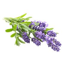 images/productimages/small/lavender-bunch.jpg