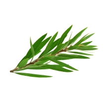 images/productimages/small/tea-tree.jpg